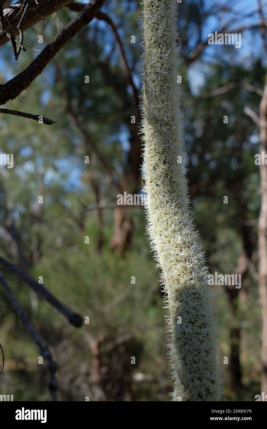 Xanthorrhoea australis in einem natürlichen australischen Buschgebiet im Kings Park in der Nähe der Kings Road, Perth, Western Australia Stockfoto