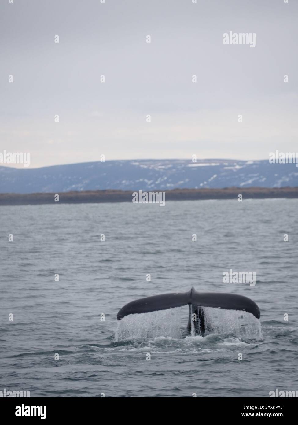 Eine dramatische Darstellung eines Walschwanzes kurz bevor er vollständig unter den Ozean taucht, hervorgehoben durch die Wassertröpfchen, die wieder aus den Echten kaskadieren Stockfoto