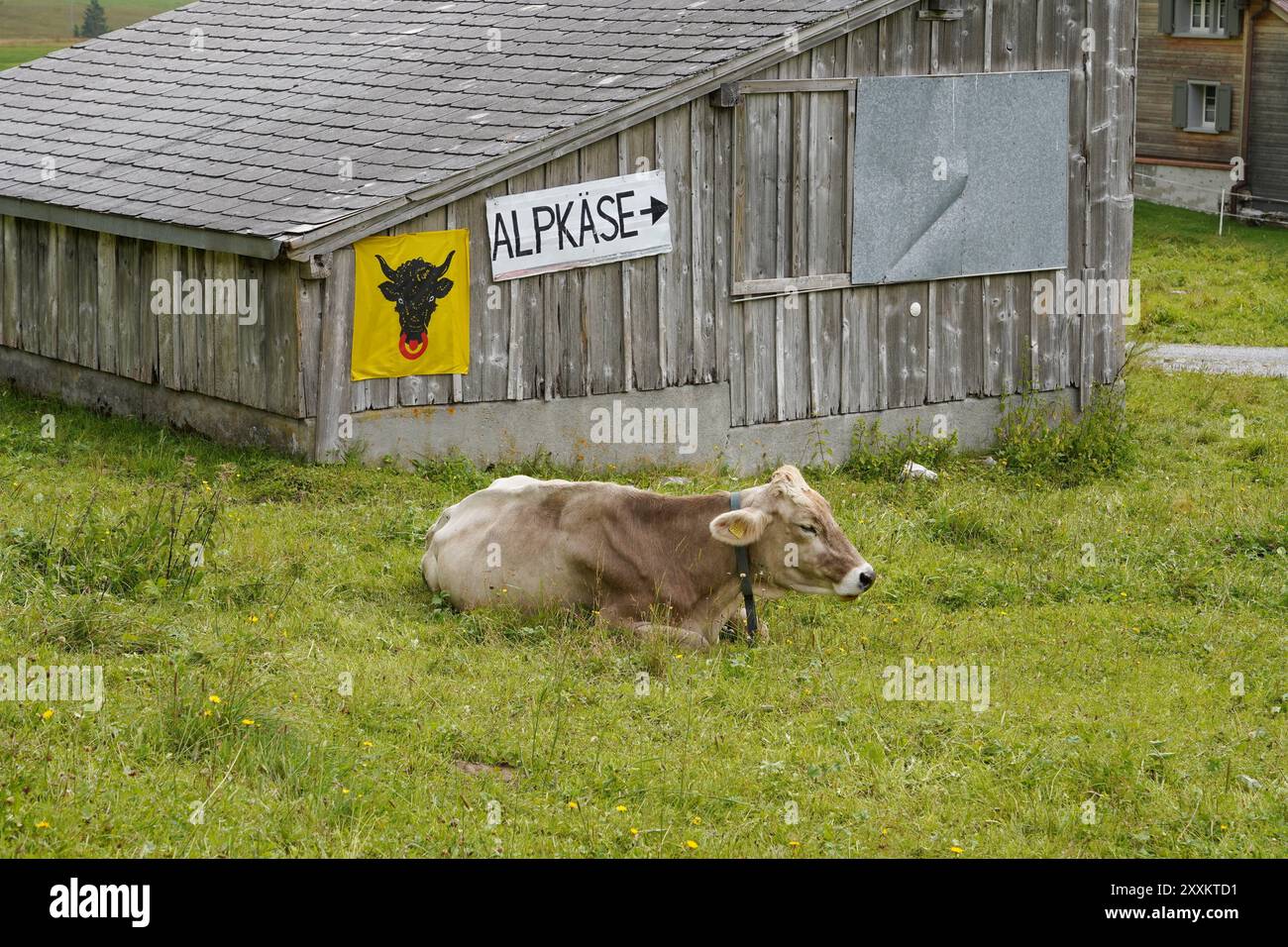 Anton Geisser 24.08.2024 Kanton Uri Schweiz. Landwirtschaft,Bild : Alpkaese verkauf *** Anton Geisser 24 08 2024 Kanton URI Schweiz Landwirtschaft,Bild Alpkaese Verkauf Stockfoto