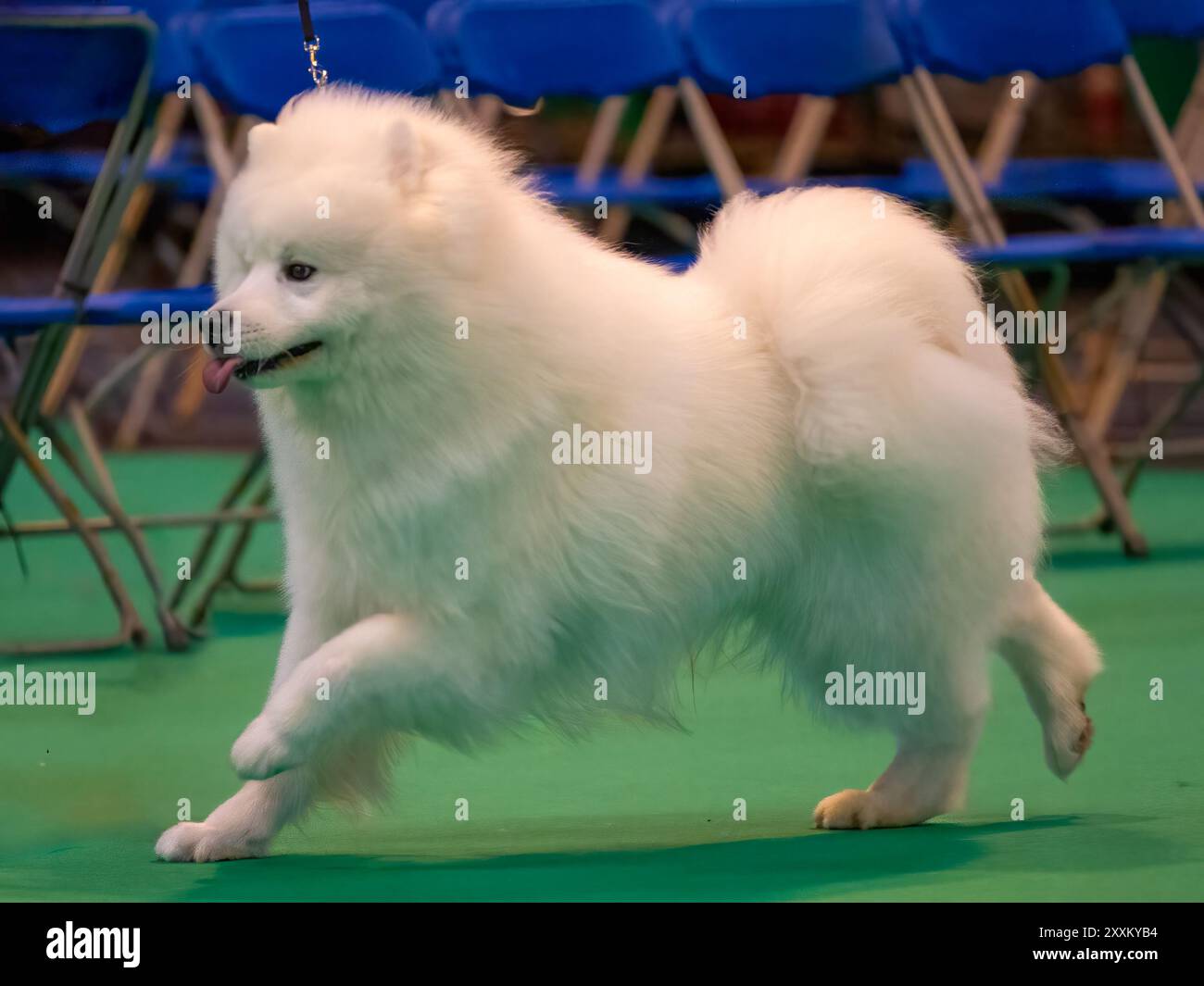 Samoyed-Hund bei einer Hundeshow Stockfoto