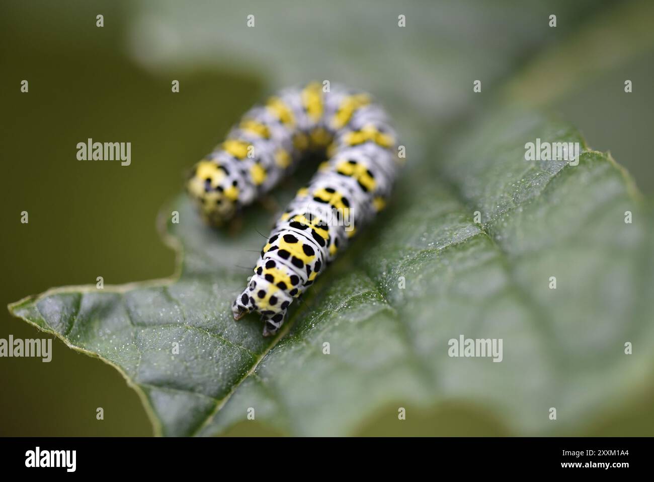 Makrobild einer Mullein Mottenraupe (Shargacucullia verbasci), die auf einer Buddleia-Blatt-Kamera gerollt wurde, aufgenommen im Juni in einem britischen Garten Stockfoto