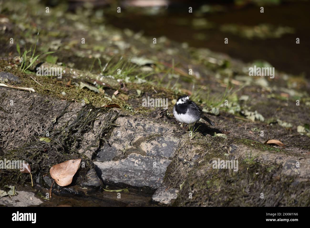 Erwachsener Rattenschwanz (Motacilla alba) auf einem Rocky River Bank, rechts vom Bild, an einem sonnigen Tag in Wales, Kopf nach rechts vom Bild gedreht Stockfoto