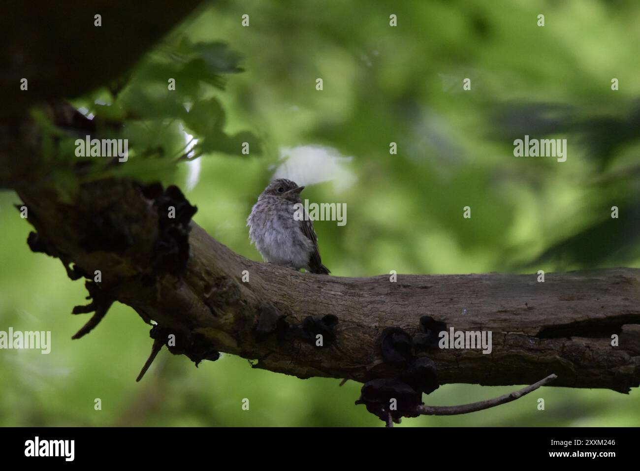 Der junge Flycatcher (Musicapa striata) stand im Juni auf einem großen Waldzweig, mit Blick auf die Kamera mit nach rechts gedrehtem Kopf, in Mitte von Wales, Großbritannien Stockfoto