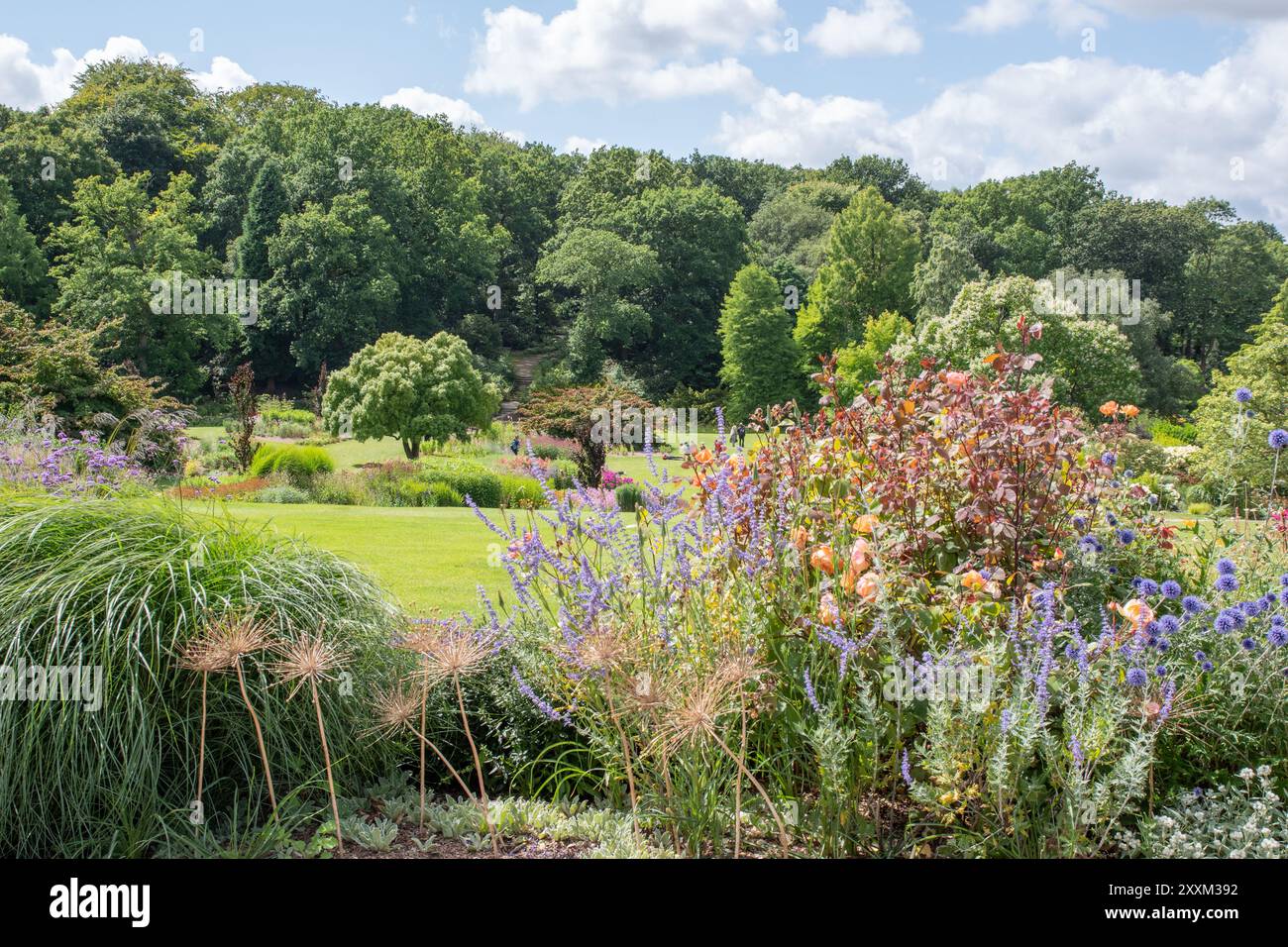 Blick rüber in den Wald bei RHS Harlow Carr Stockfoto