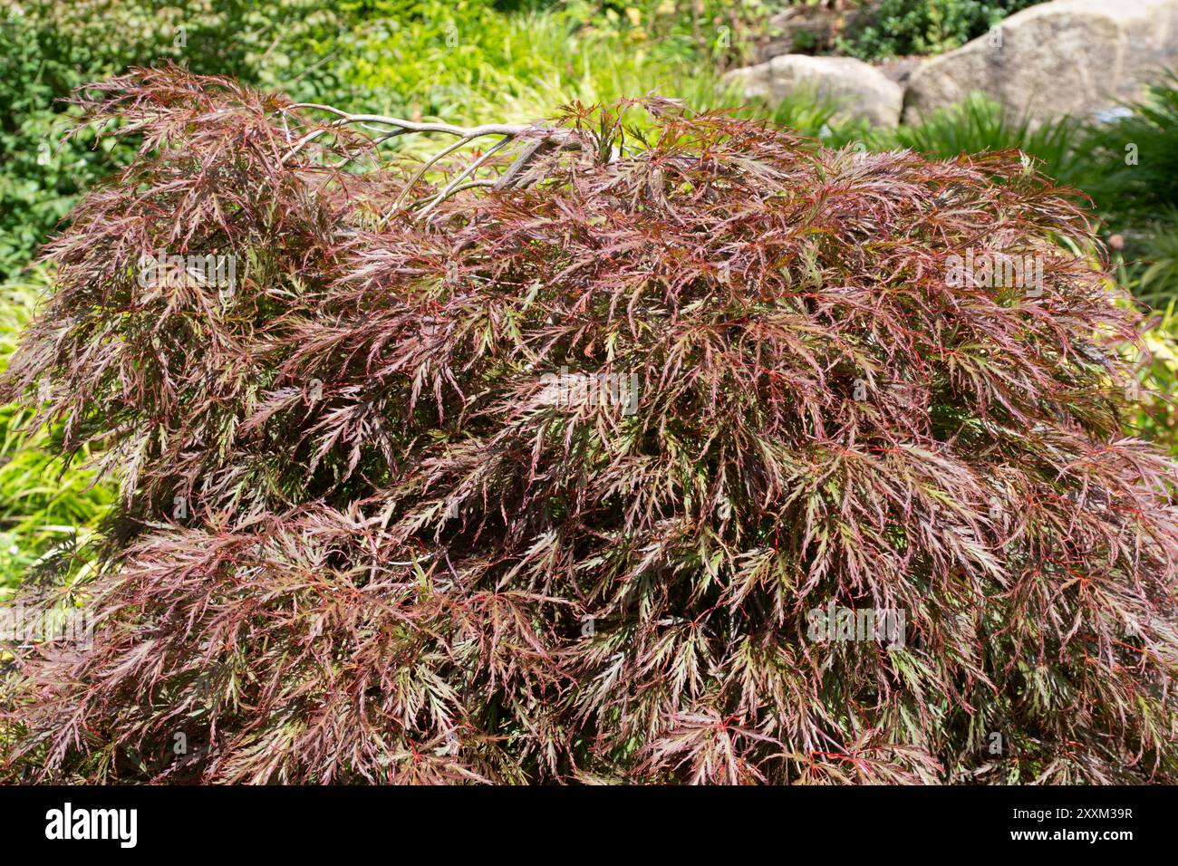 Acer Palmatum Inaba Shidare Japanischer Ahorn Stockfoto