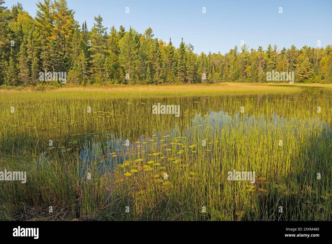 Ruhiger Teich im frühen Morgenlicht auf dem Gunflint Trail in Minnesota Stockfoto