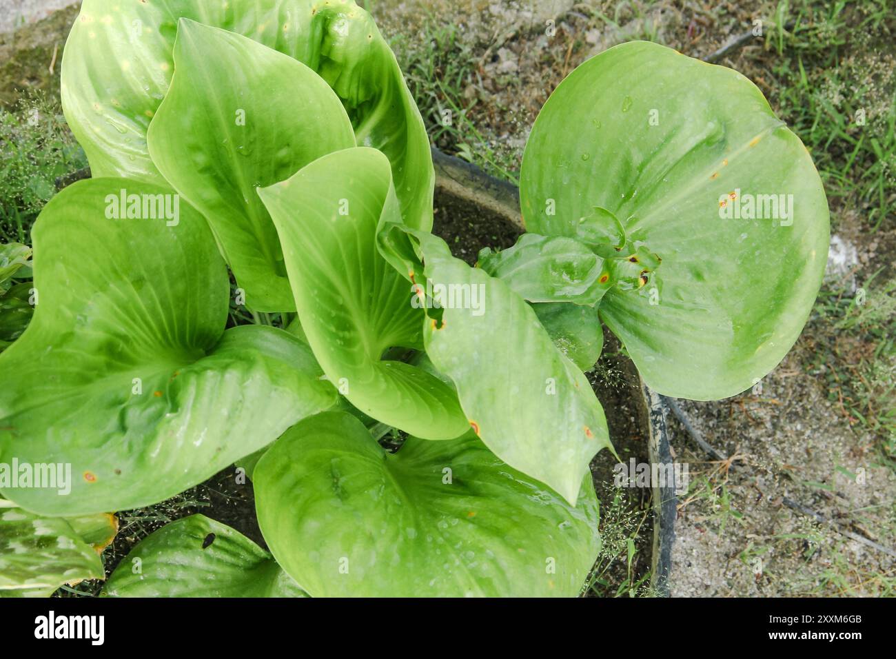 Gruppe von Homalomena rubescens hat große Größe mit frischen immergrünen Blättern im tropischen Wald. Pflanze für Gartendekoration Zuhause. Stockfoto