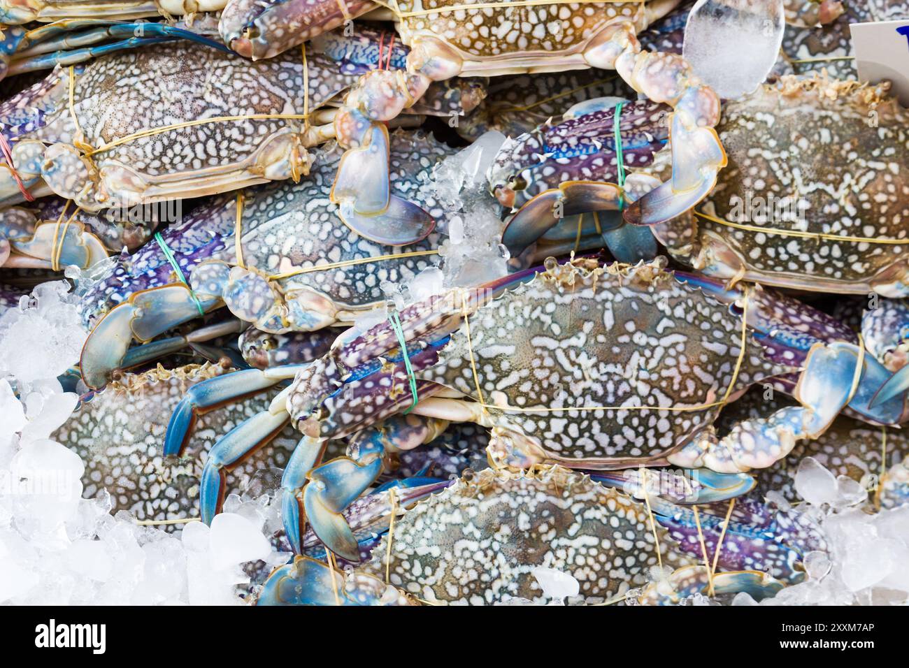 Frische rohe Blaue Krabbe oder Blumenkrabbe auf dem Frischmarkt zum Verkauf Stockfoto