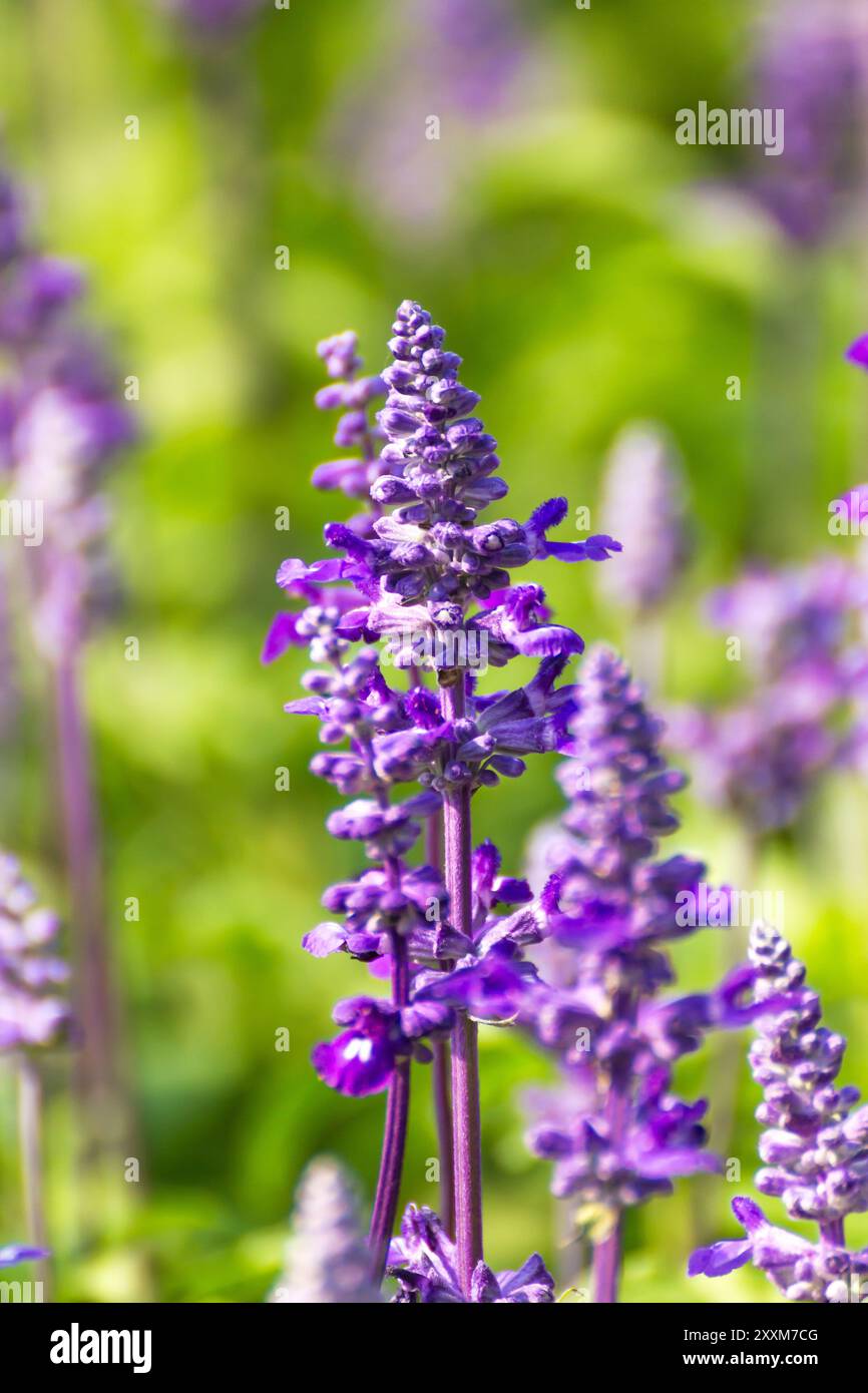 Blaue Salvia ist die Pflanze in der Familie der Lippenblütler. Stockfoto