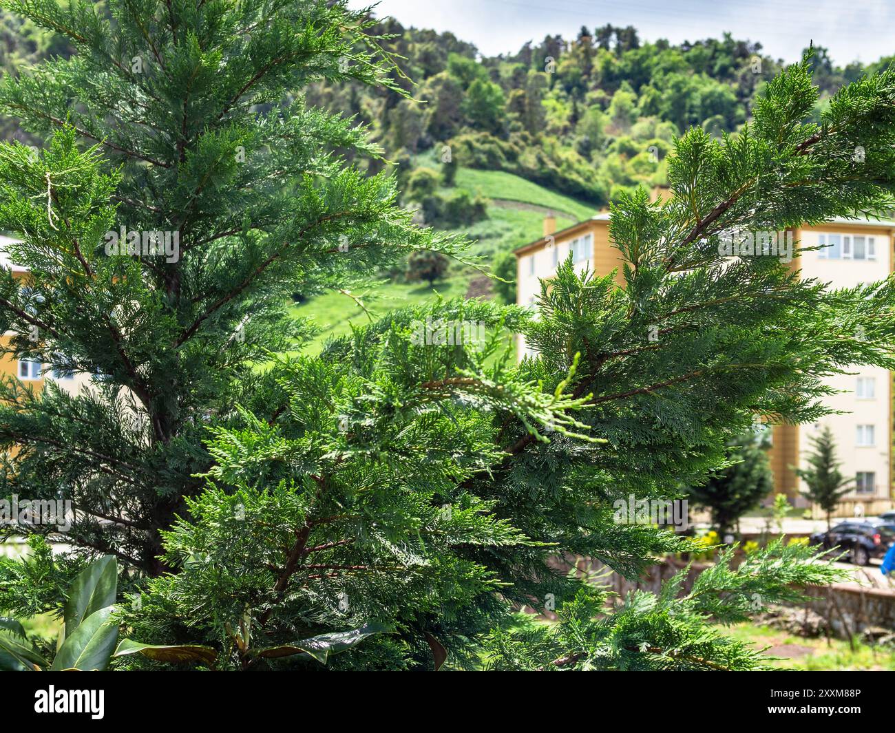 Grüne Thuja-Filiale und Landhäuser in grünen Bergen im Bezirk Caykara der Türkei unter grauem bewölktem Himmel Stockfoto