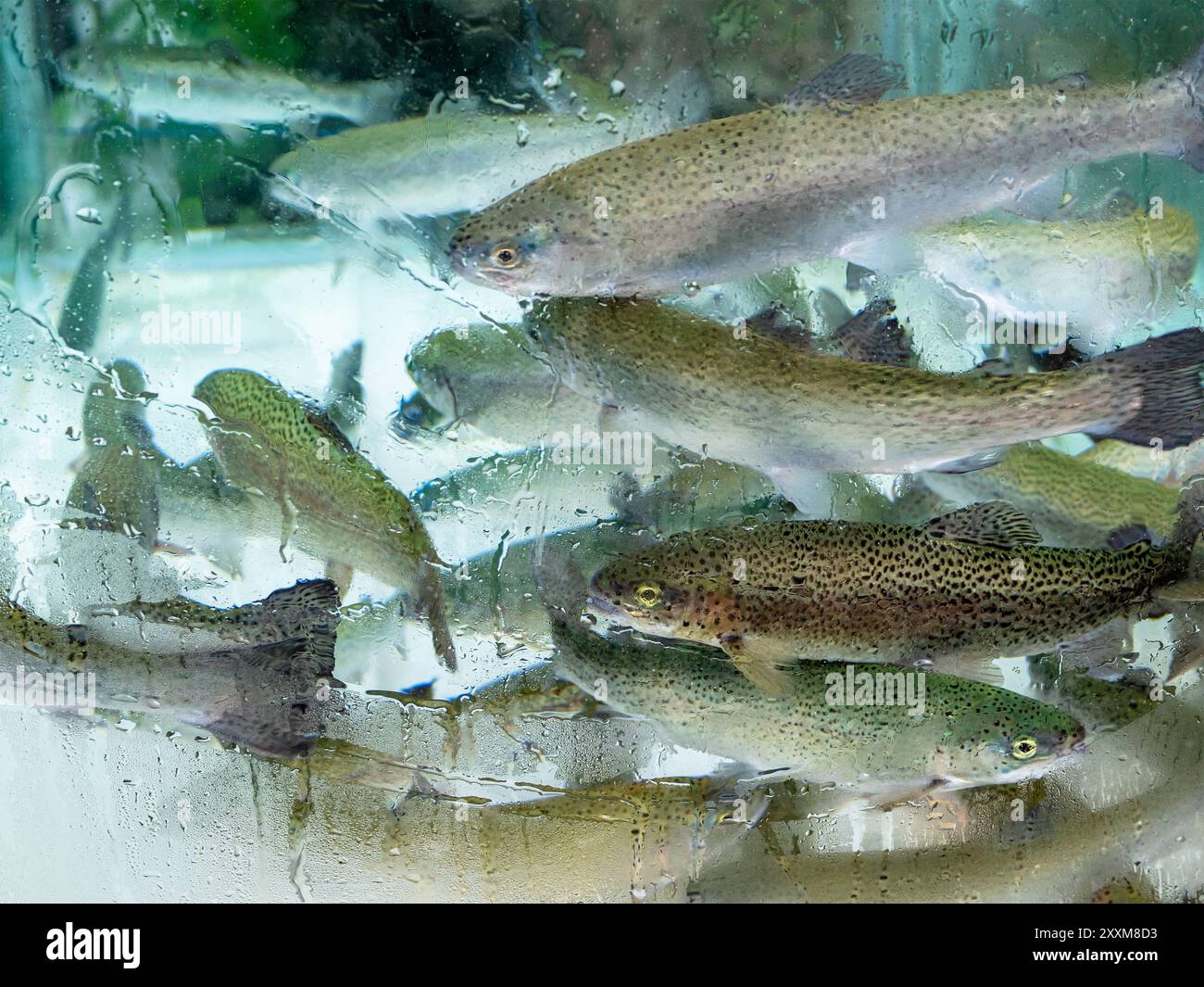 Lebende Forellen im Glasaquarium im Dorfcafé im türkischen Caykara-Viertel am Sommertag Stockfoto