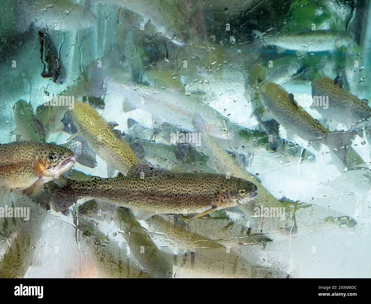 Viele Forellen im Glas-Aquarium im Dorfcafé im türkischen Caykara-Viertel am Sommertag Stockfoto