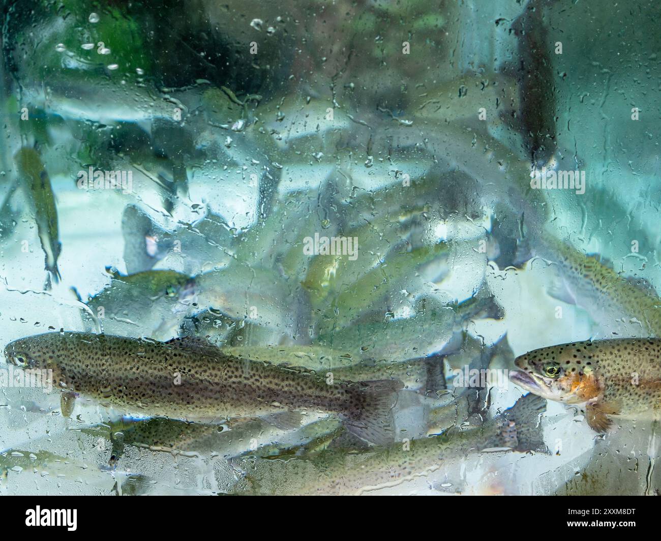 Viele Forellenfische im Glas-Aquarium im Dorfcafé im türkischen Stadtteil Caykara am Sommertag Stockfoto