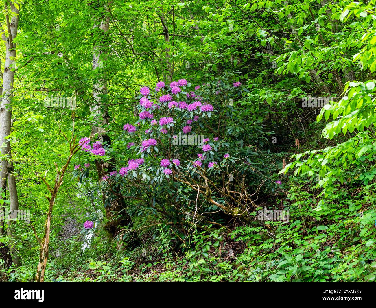 Blühender Rhododendron in grünen Bergen im Bezirk Caykara der Türkei am Sommertag Stockfoto
