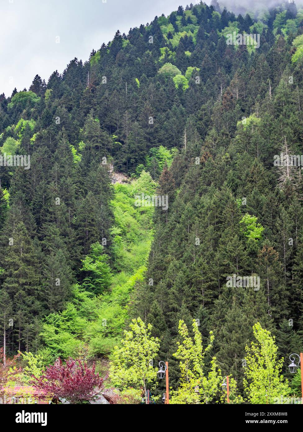 Farbenfroher bewachsener Berghang in der Nähe des Dorfes Uzungol an der Küste des Usungol Sees in grünen bewachsenen Bergen im Bezirk Caykara der Provinz Trabzon, Stockfoto