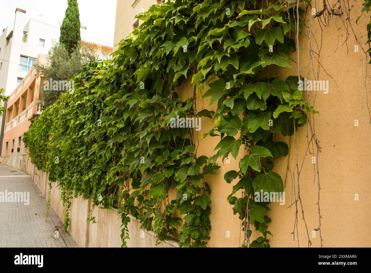 Hauswand Grün in Sant Augusti, Mallorca Stockfoto