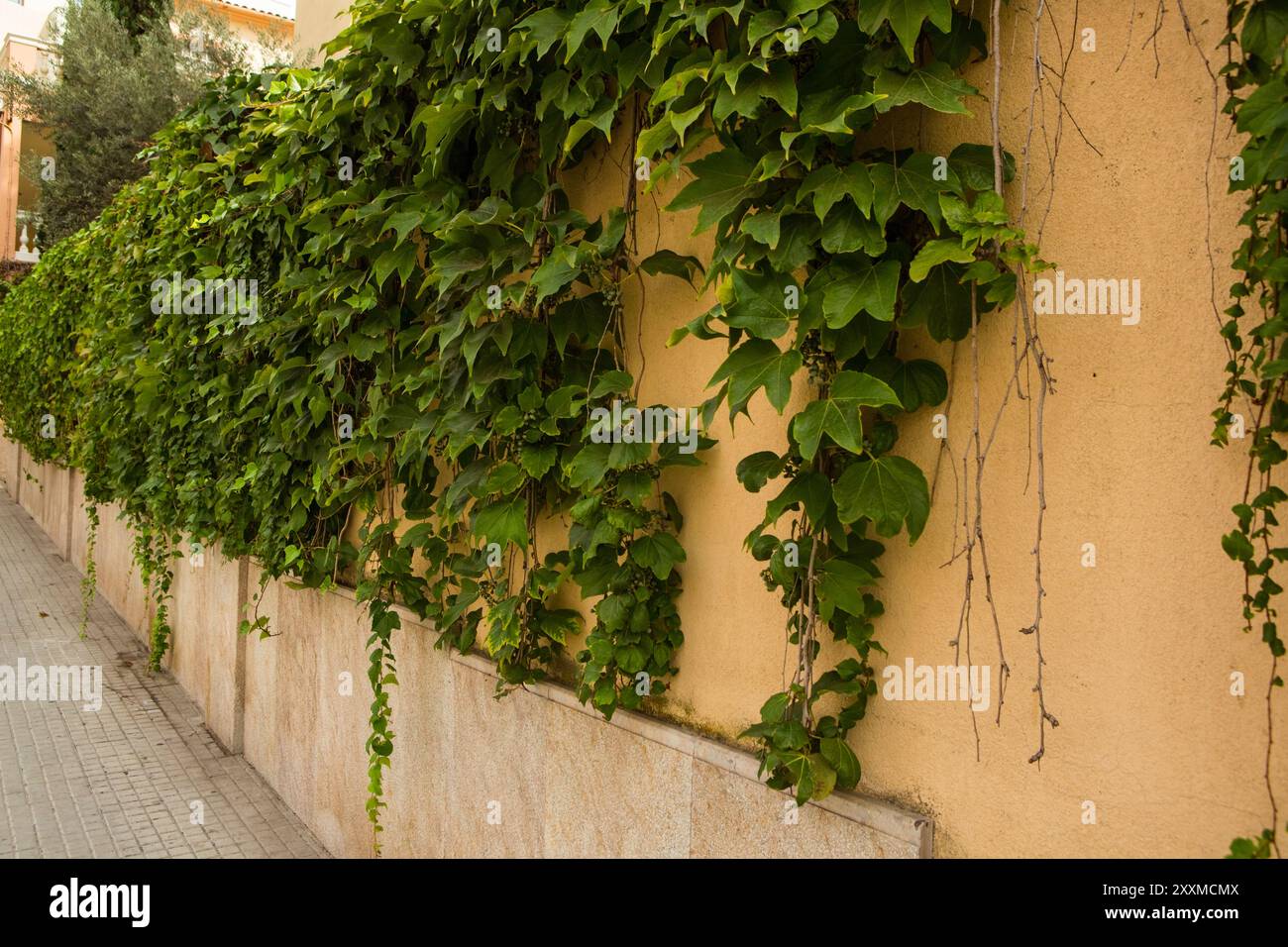 Hauswand Grün in Sant Augusti, Mallorca Stockfoto