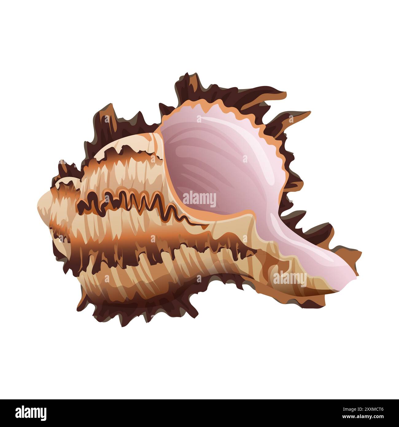 Detaillierte Vektor-Illustration einer stacheligen Muschel mit braunen und rosa Tönen. Stock Vektor