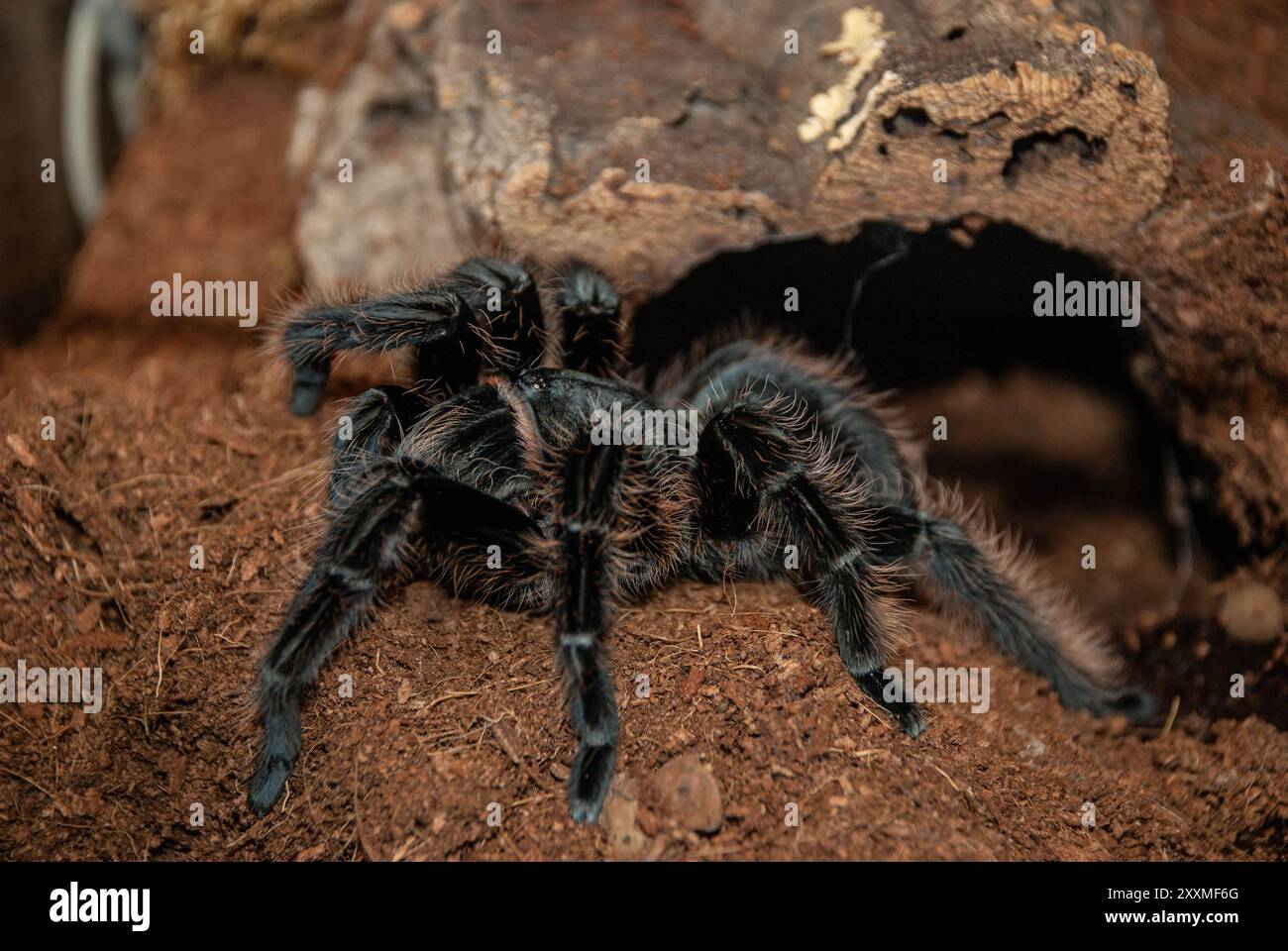 Große wütende Spinne Stockfoto