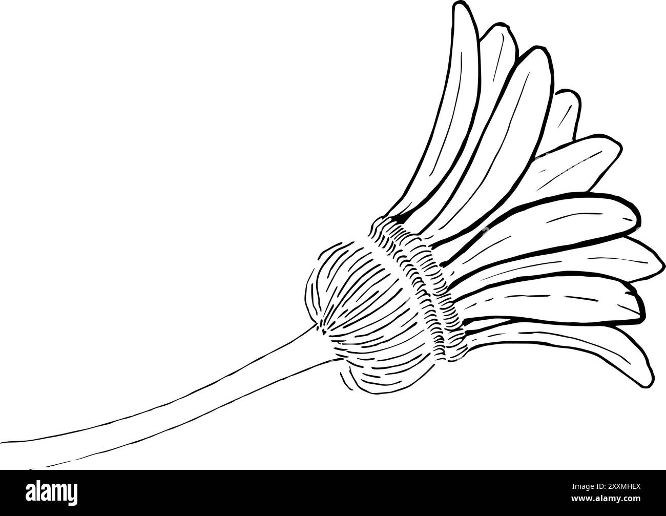 Eine schwarz-weiße Blume im minimalistischen Stil ohne Füllung. Die Blume auf transparentem Hintergrund für grafisches Design, Textilien Stockfoto