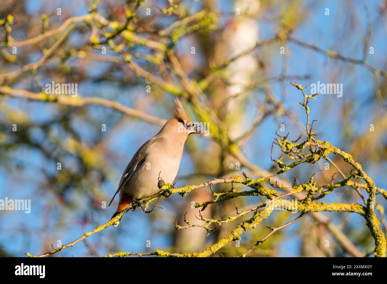 Böhmische Wachsflügel (Bombycilla garrulus), die Weißdornbeeren fressen. Milton Keynes England Großbritannien. Februar 2024 Stockfoto