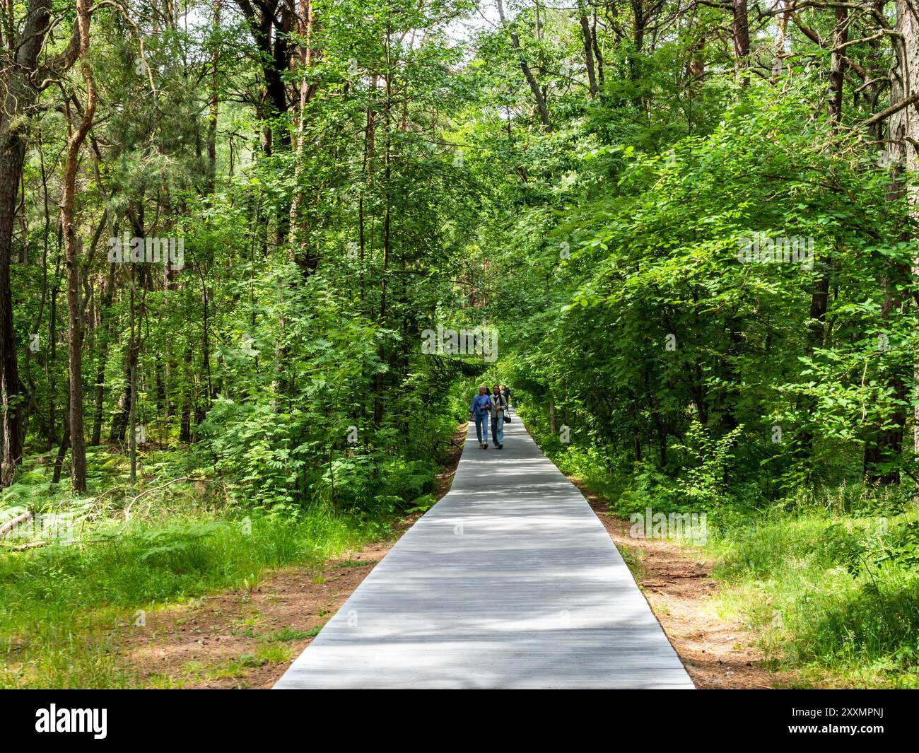 Kaliningrad, Russland - 14. Juni 2024: Touristen auf Waldweg an der Kurischen Nehrung in Kaliningrad Oblast Russlands am Sommertag Stockfoto