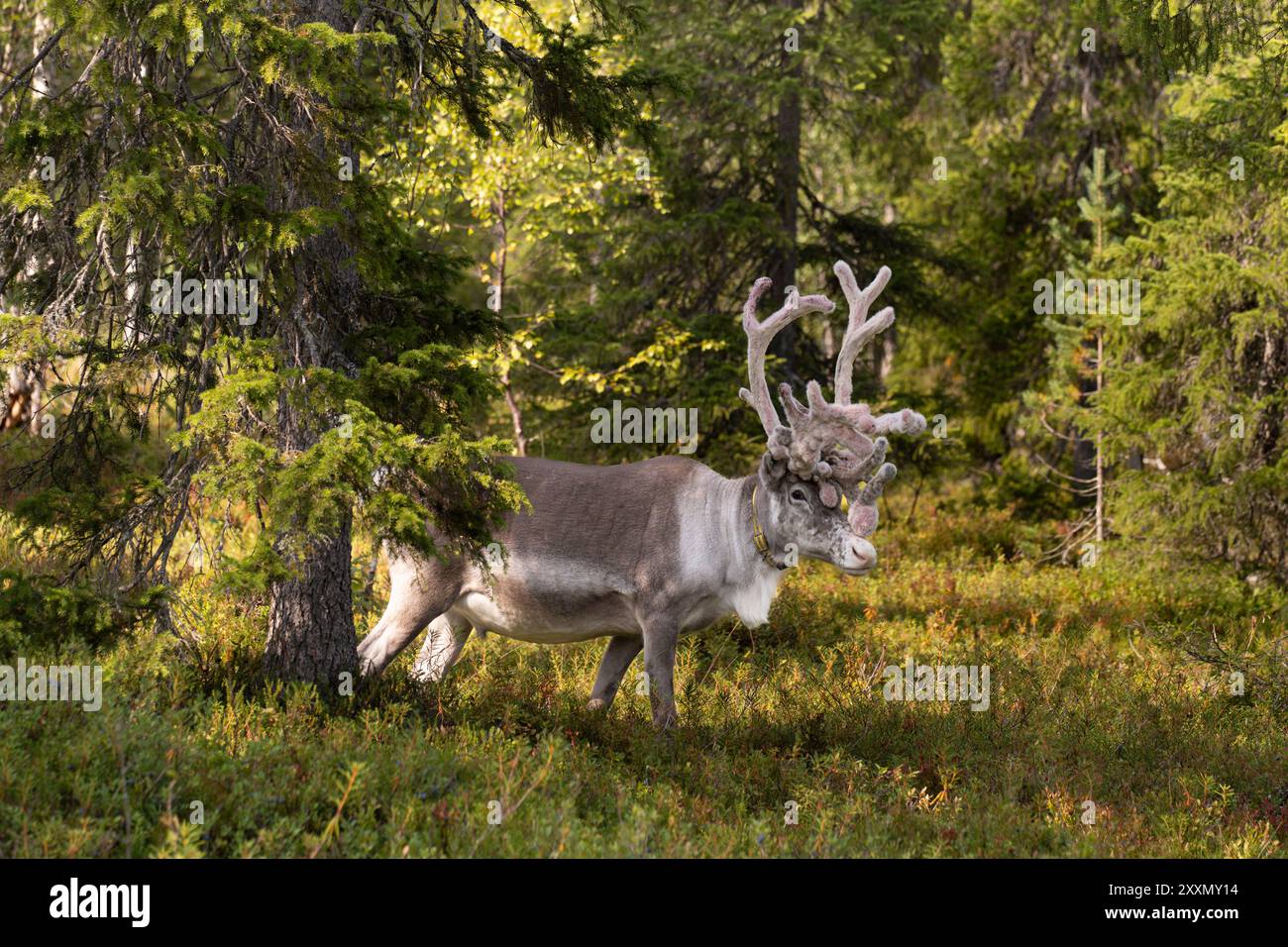 Nationalpark Pyhä-Luosto, Lappland, Finnland Stockfoto