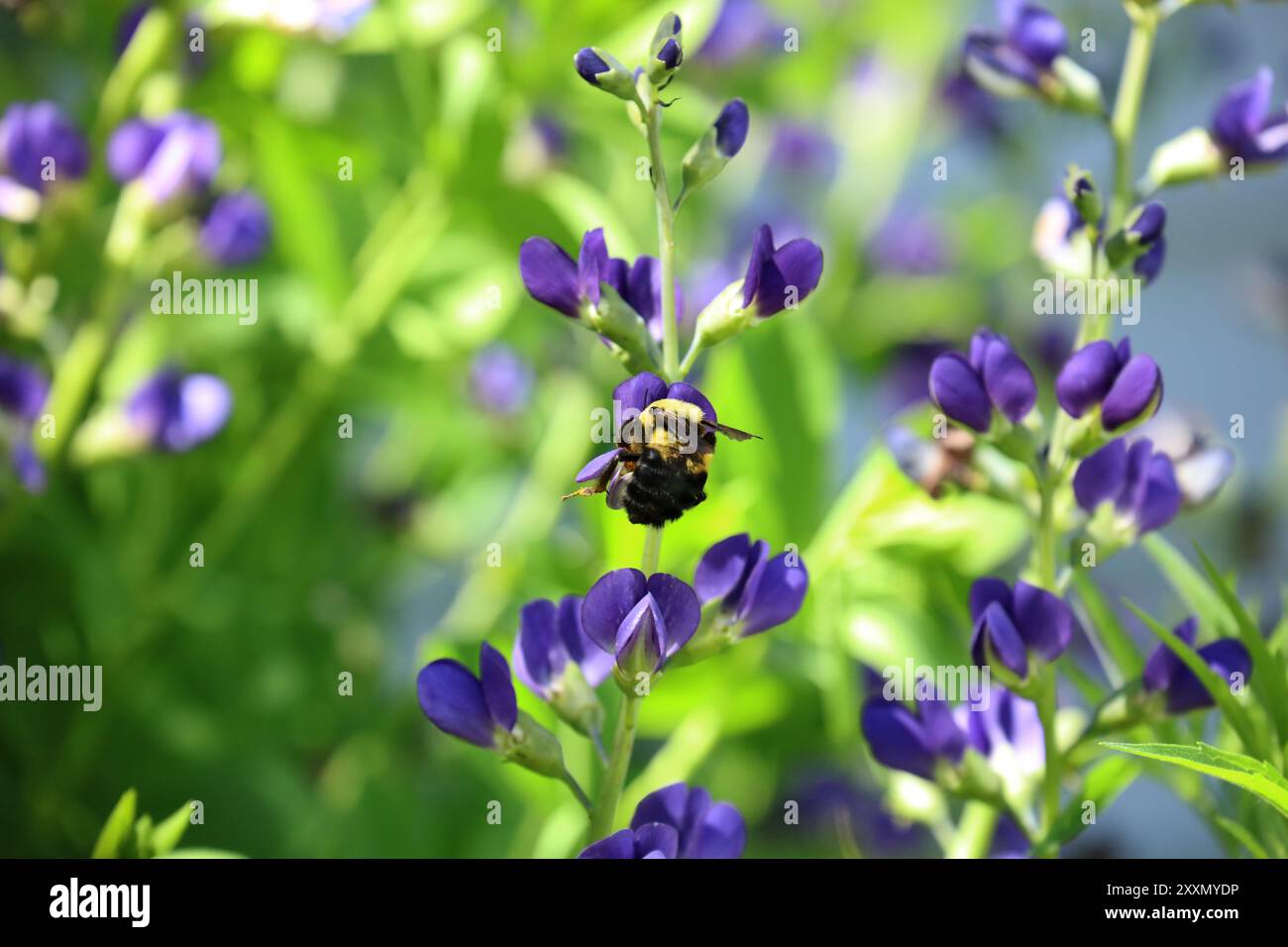 Nahaufnahme einer Carpenter Bee, die im Frühjahr Pollen aus einer Purple False Blue Indigo-Blume sammelt, mit verschwommenem Hintergrund Stockfoto