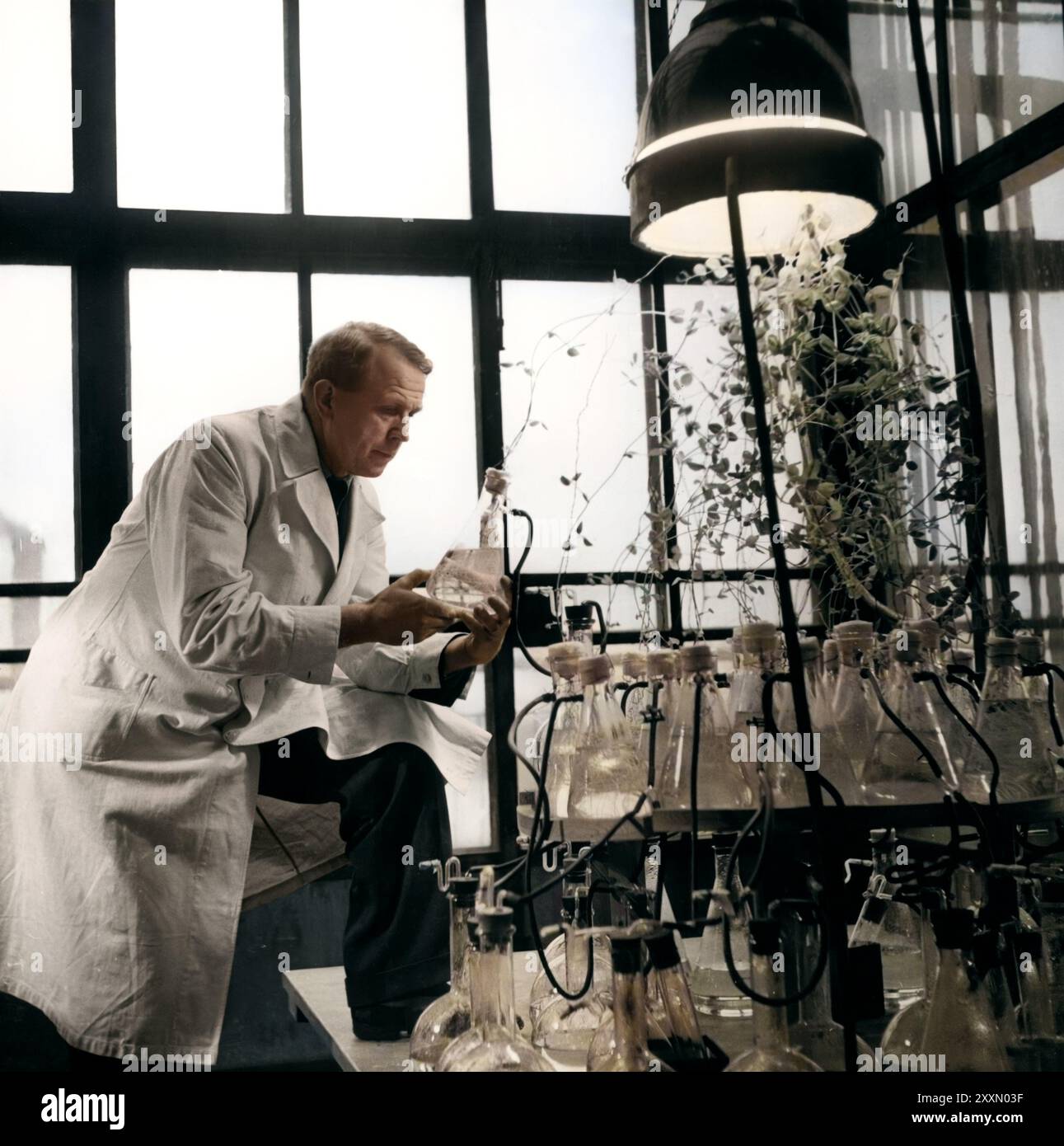 Foto des finnischen Chemikers Artturi Ilmari Virtanen in seinem Labor. Jahr: 1949. Unbekannter Fotograf. Stockfoto