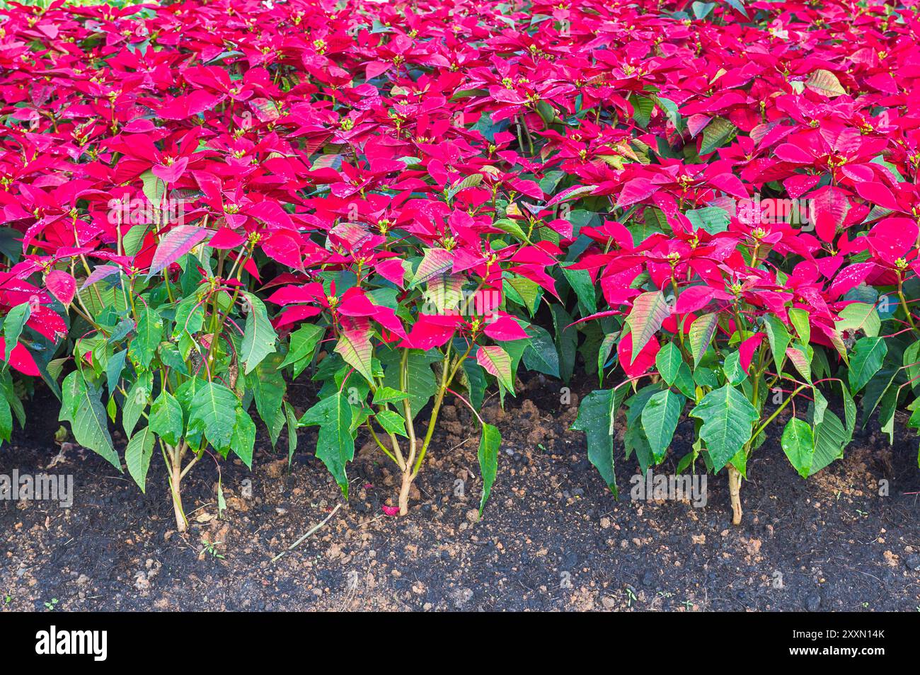 Weihnachtsstern Blumen oder Weihnachtsstern, Euphorbia pulcherrima im Garten Stockfoto