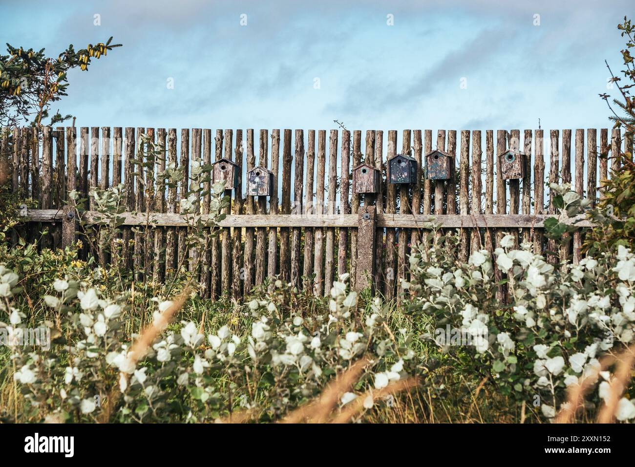 Vogelhäuser auf einem hölzernen Zaun am Grauen Leuchtturm (Det Grå Fyr), Skagen, Dänemark Stockfoto
