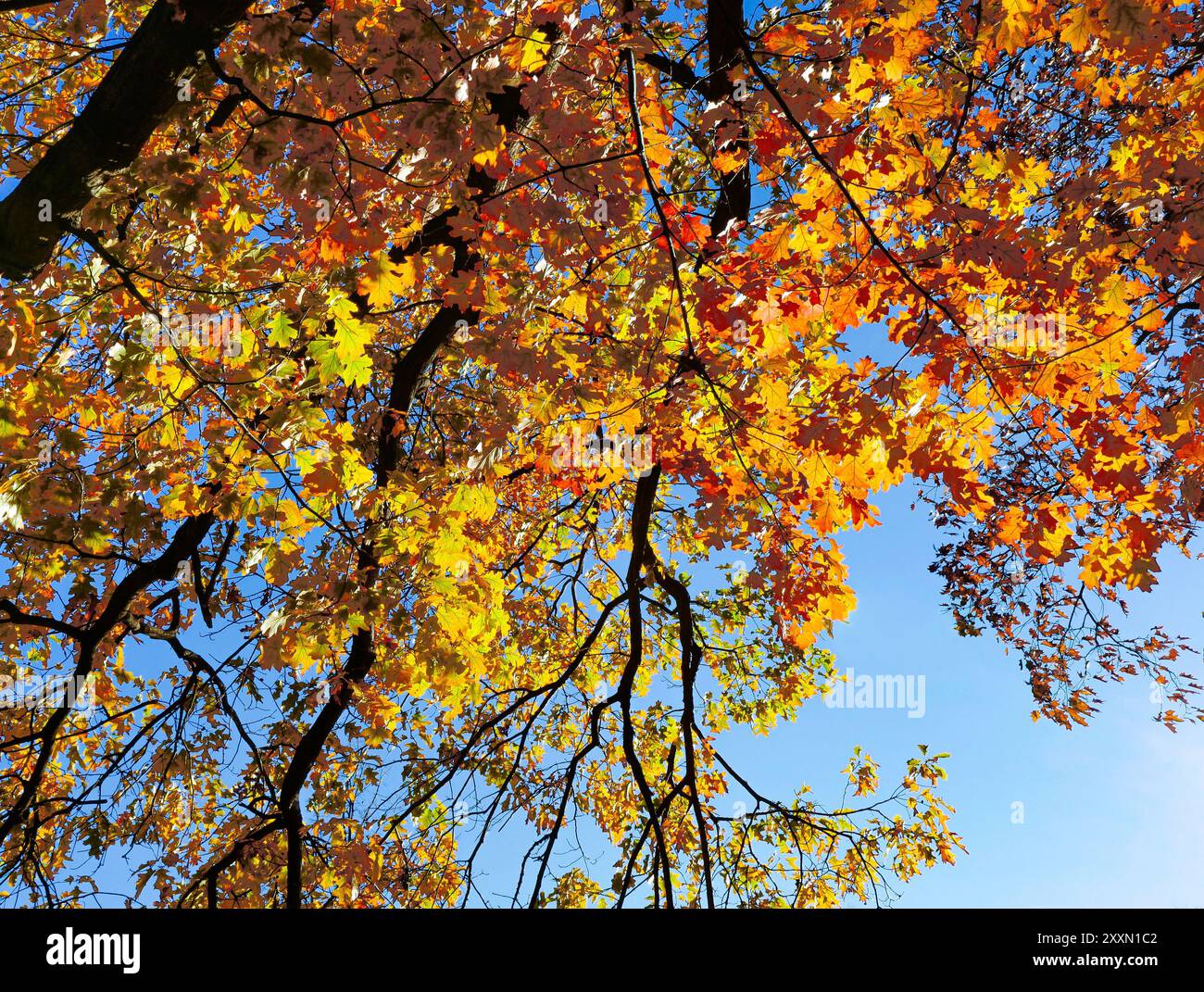 Wechselnde Blätter auf einer großen Eiche erhalten im Herbst oder Herbst wunderschöne Farben. Stockfoto