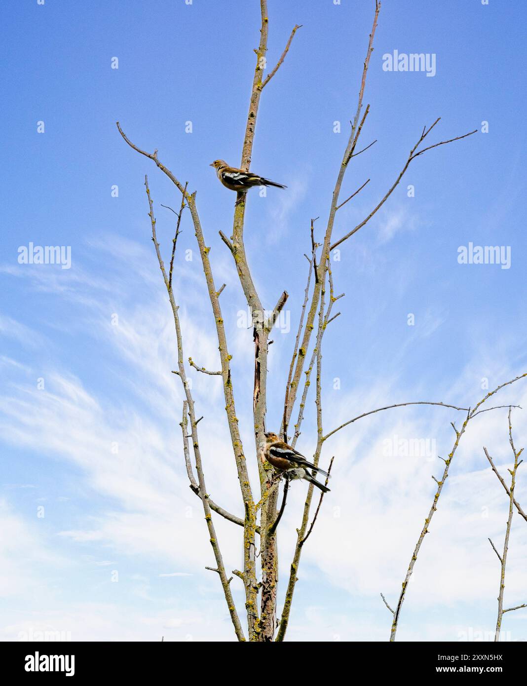 Weibliche Kaffinchen, die auf blattlosen Ästen vor einem blauen Himmel thronten. Stockfoto