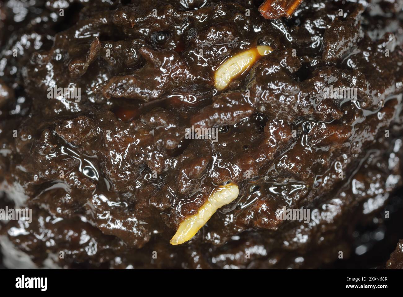 Larven der Nussschalen-Fliege (Rhagoletis completa) in Nussfrüchten. Verfaulte Walnuss. Arten von Tephritiden oder Fruchtfliegen, deren Larven Walnüsse schädigen. Stockfoto