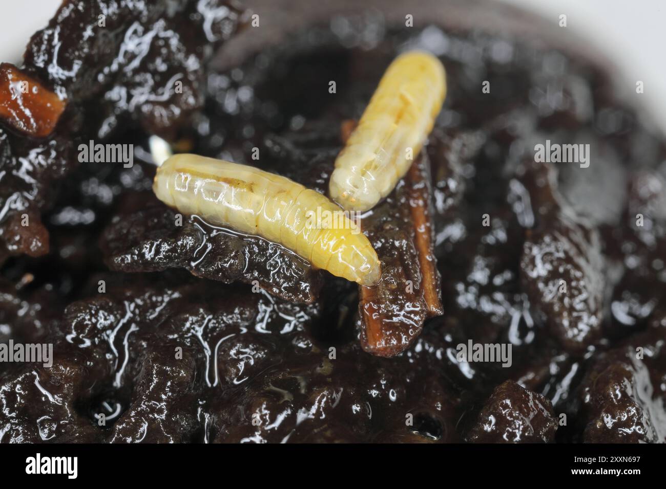 Larven der Nussschalen-Fliege (Rhagoletis completa) in Nussfrüchten. Verfaulte Walnuss. Arten von Tephritiden oder Fruchtfliegen, deren Larven Walnüsse schädigen. Stockfoto