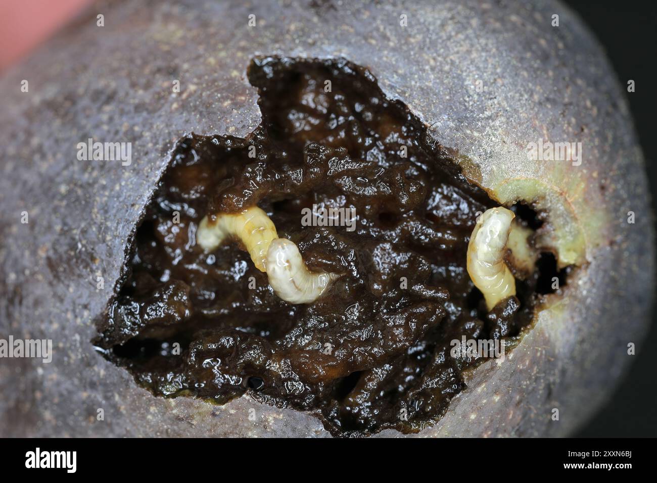 Larven der Nussschalen-Fliege (Rhagoletis completa) in Nussfrüchten. Verfaulte Walnuss. Arten von Tephritiden oder Fruchtfliegen, deren Larven Walnüsse schädigen. Stockfoto