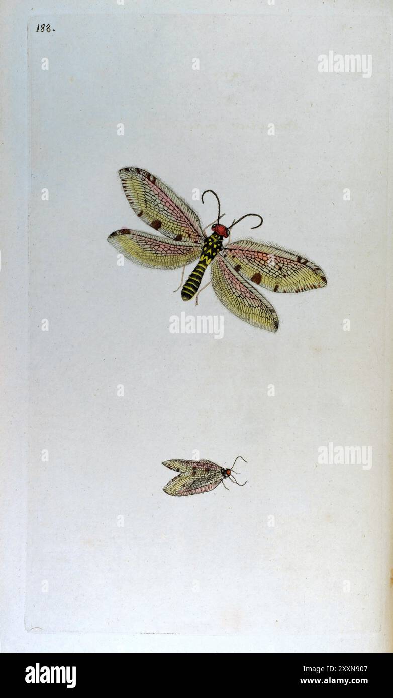 Riesenschnürung. Edward Donovan, Britische Insekten, Platte 188 Stockfoto