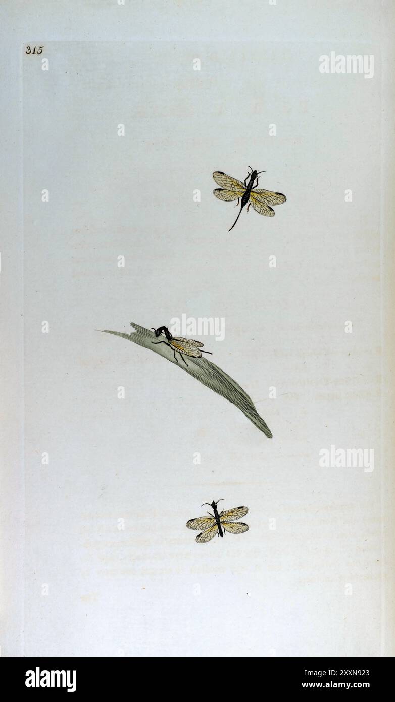 Schlangenflug. Edward Donovan, Britische Insekten, Platte 315 Stockfoto