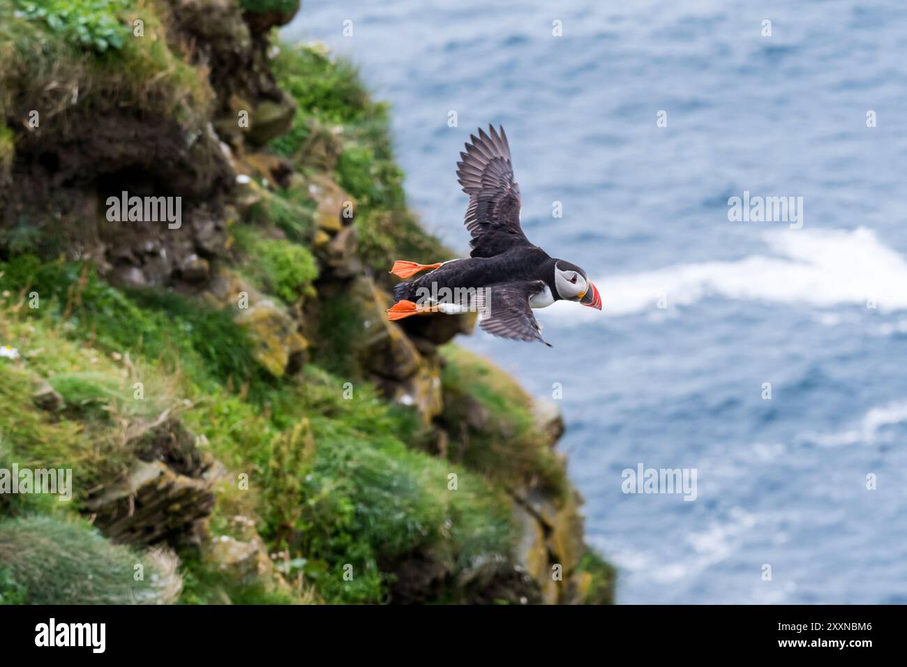 Ein Atlantischer Papageientaucher, Fratercula arctica, der von den Klippen von Sumburgh Head auf Shetland ins Meer fliegt. Stockfoto
