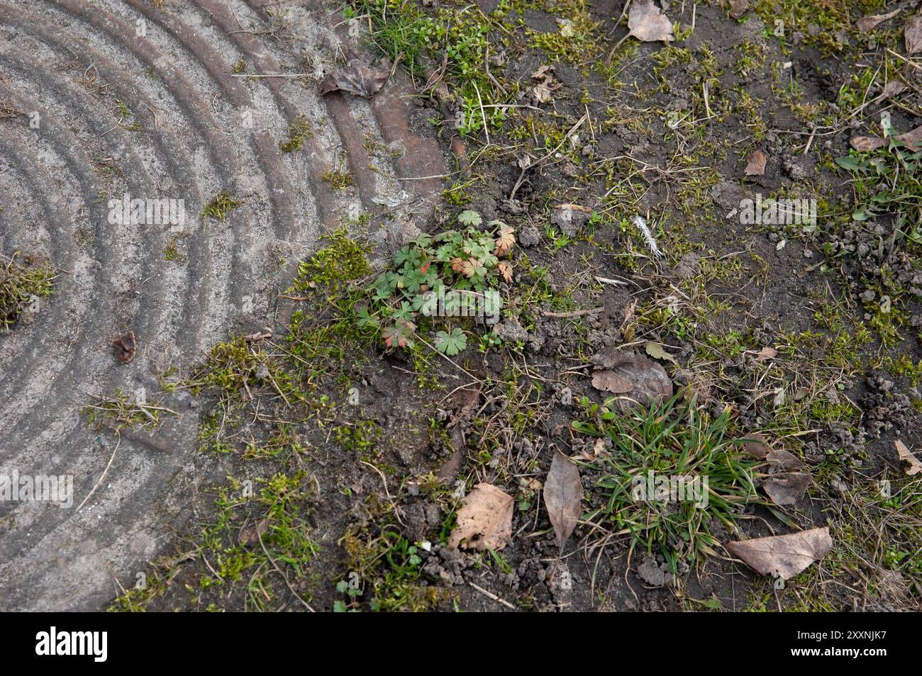 Junges grünes Gras neben einem alten, rostigen Kanalisationsloch. Stockfoto