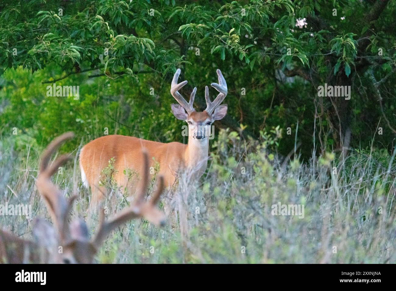 Wildschwanzböcke werden im Sommer 2024 in Sandy Hook, New Jersey, beim Weiden beobachtet. Stockfoto