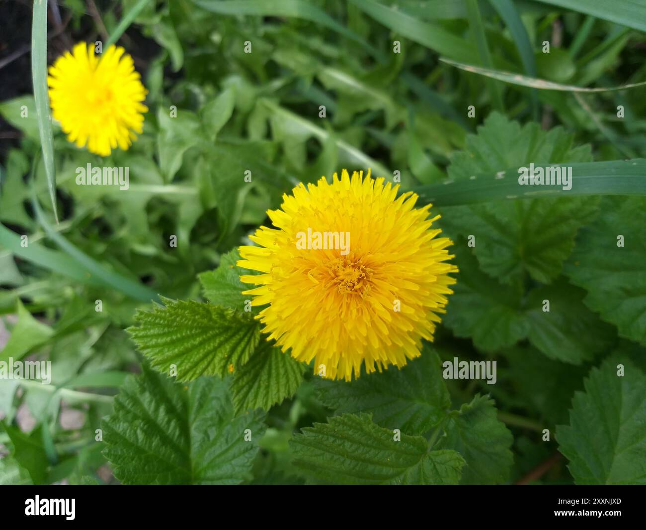Frühlingshintergrund: Gelber Löwenzahn zwischen grünen Blättern Stockfoto