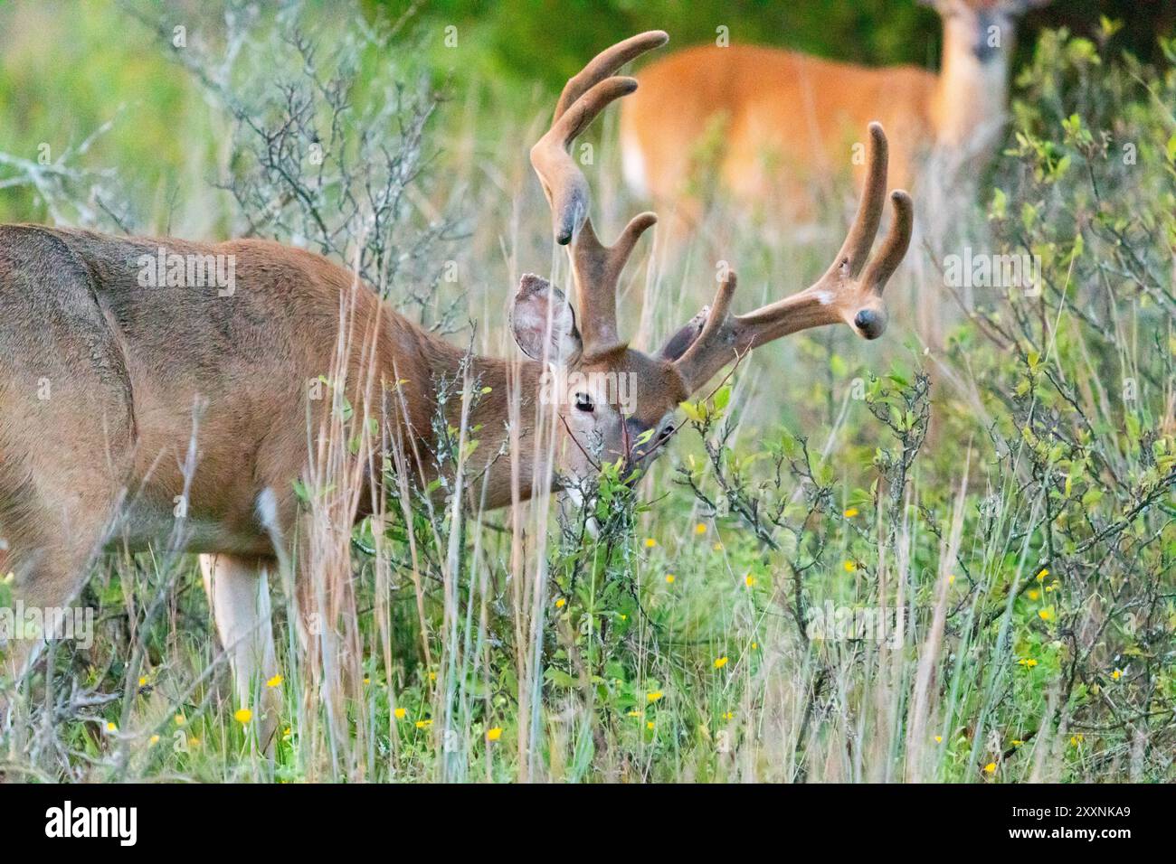 Wildschwanzböcke werden im Sommer 2024 in Sandy Hook, New Jersey, beim Weiden beobachtet. Stockfoto
