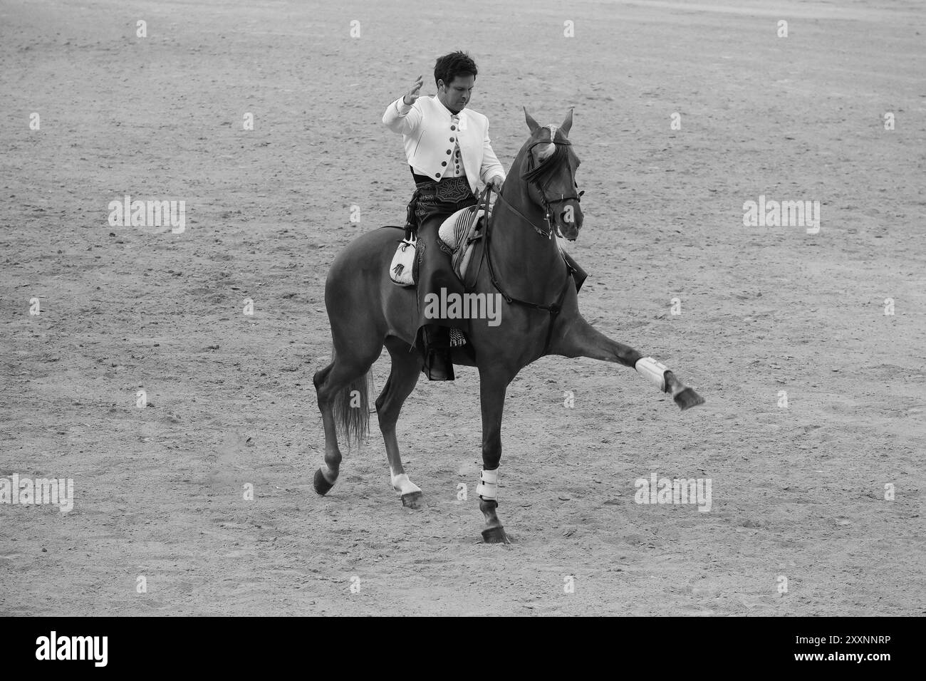 Der Rejoneador Sergio Domínguez bekämpft den Stier während einer Corrida de Rejones in der Stierkampfarena Las Ventas in Madrid, 25. August 2024 Spanien Stockfoto