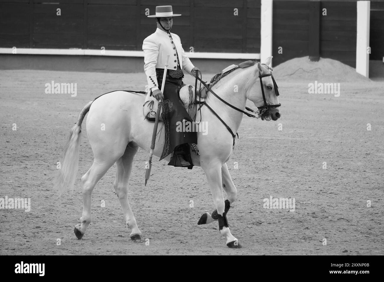 Der Rejoneador Sergio Domínguez bekämpft den Stier während einer Corrida de Rejones in der Stierkampfarena Las Ventas in Madrid, 25. August 2024 Spanien Stockfoto