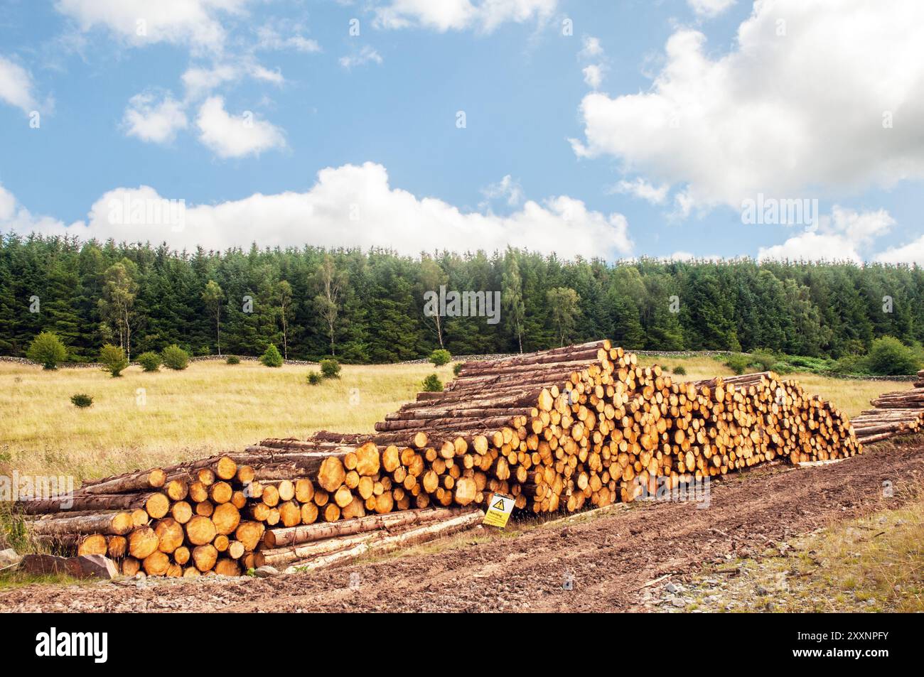 Holzhaufen mit zerschnittenen Baumstämmen, die darauf warten, auf Holzwagen und Anhänger in Dumfries und Galloway Schottland, Großbritannien, geladen zu werden Stockfoto