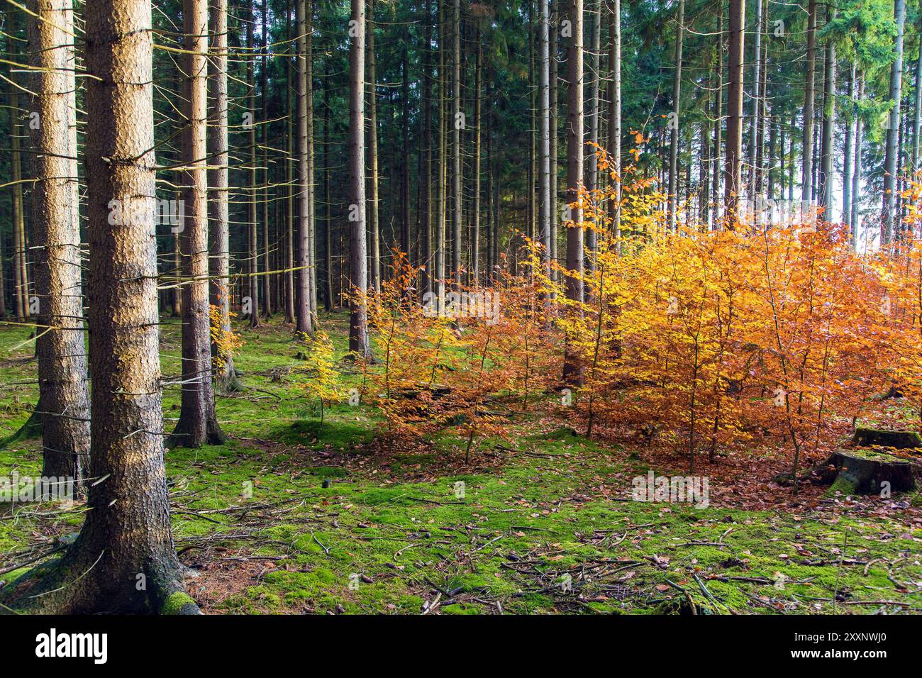 Blick auf kleine Buchen im Fichtenwald mit Moos Stockfoto