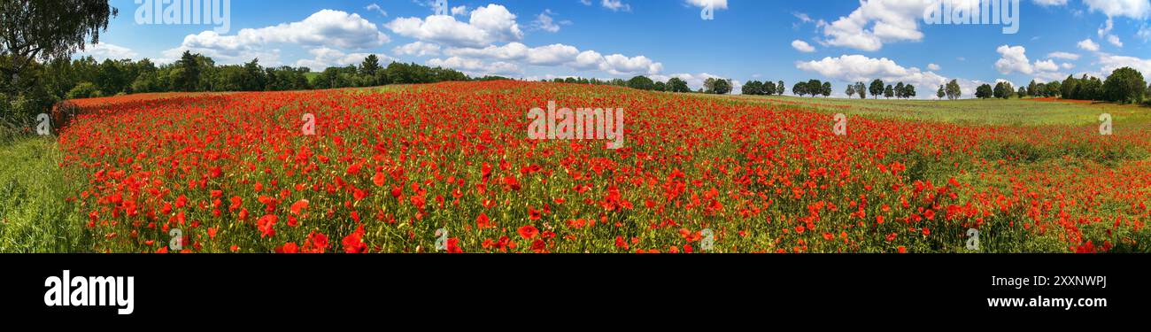 Feld mit rotem Mohn oder Mohn, Maismohn, Maisrosen, Feldmohn, flandermohn, auf lateinisch Papaver Rhoaes Stockfoto