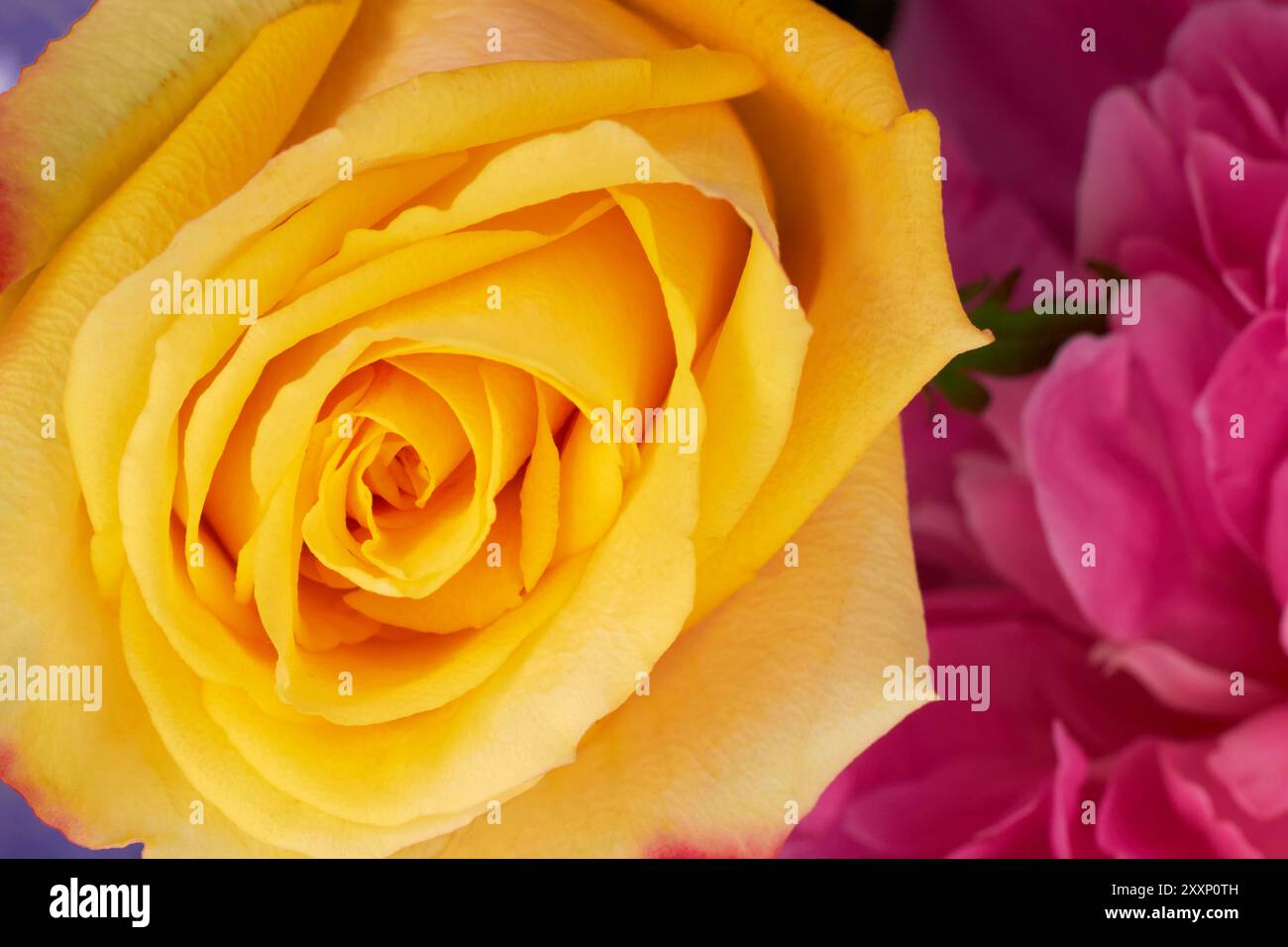 Gelbe und rote Rosenknospen als Hintergrund für Layout-Design Stockfoto