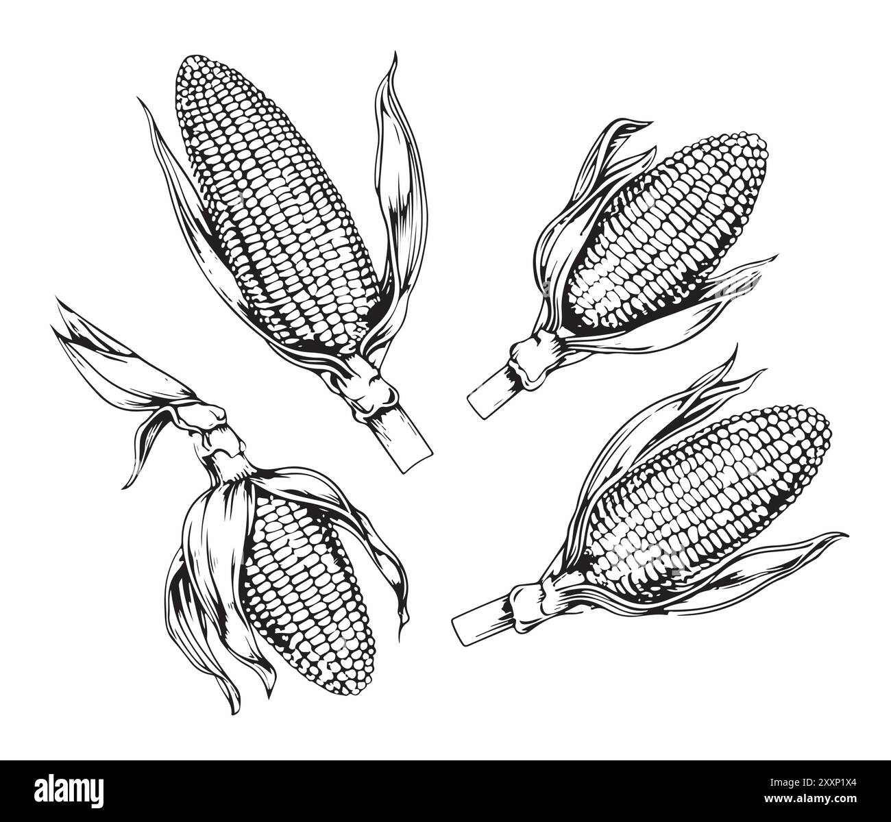 Zeichnen von Maispflanzen, Kolben, Körnern, Detailzeichnung von Linern, Skizze, Verpackungsdesign-Element, Etiketten, Menü, isoliertes Vektorobjekt einer botanischen Illustration von Mais Stock Vektor